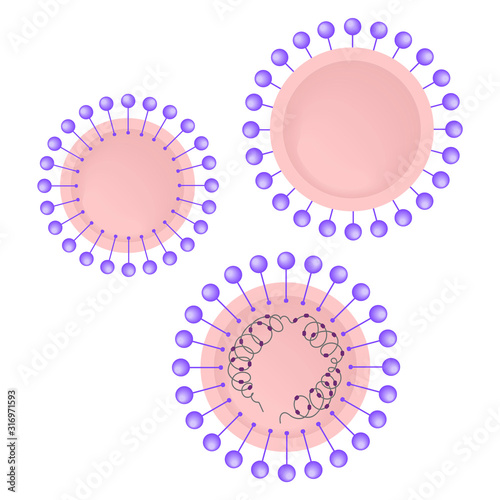 Coronavirus graphic image. The scheme of the structure. Vector illustration