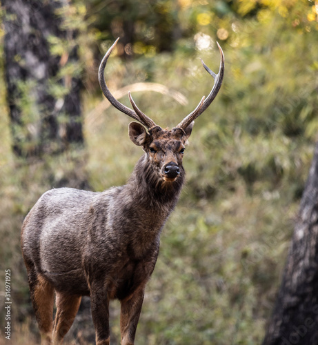 Swamp deer © Ramachandran