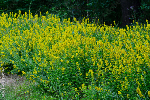 Punktierter Gilbweiderich (Lysimachia punctata) photo