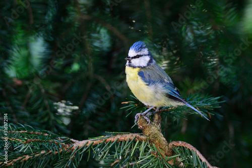 Blaumeise bei der Futtersuche	 photo