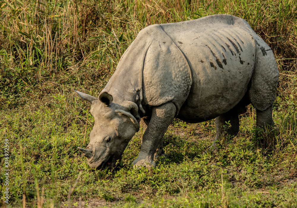 Obraz premium Rhinoceros