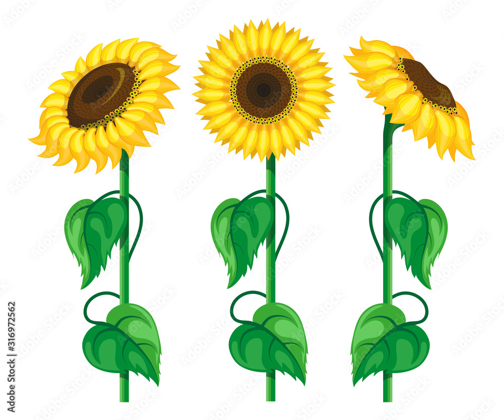 Sunflower set. Floral background. Sunflowers with seeds. Garden. Organic plant. Sunflower in different angles. Nature products. Botanical. Sunflower oil. Vector graphics to design Sunflower set. Floral background. Sunflowers with seeds. Garden. Organic plant. Sunflower in different angles. Nature products. Botanical. Sunflower oil. Vector graphics to design