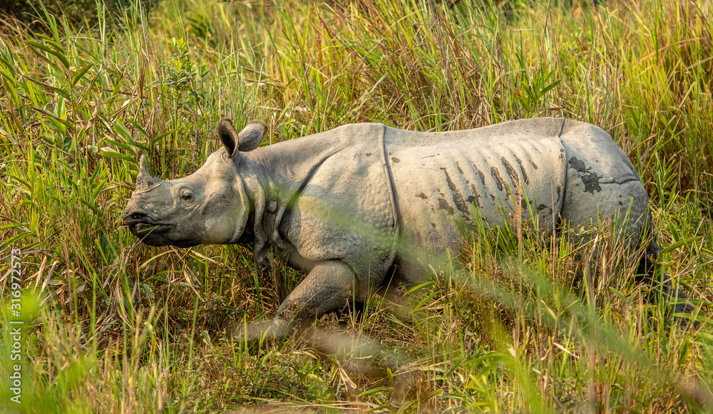 Fototapeta premium Rhinoceros