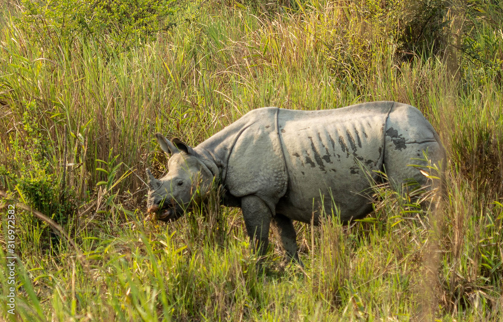 Fototapeta premium Rhinoceros
