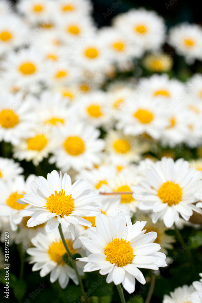 Close up shot of a white daisy flower Close up shot of a white daisy flower
