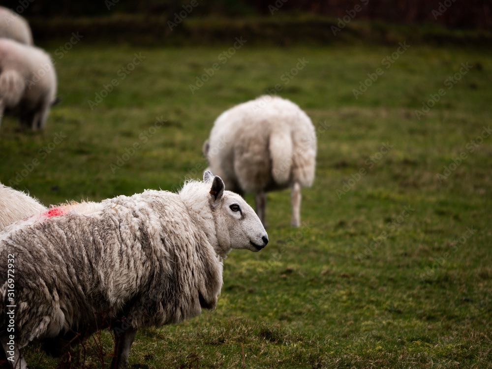 Scotish Sheep