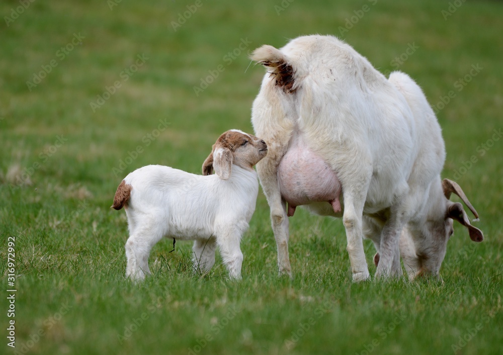 Fototapeta premium goats on a meadow