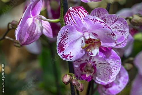 beautiful tropical dendrobium orchid flower closeup on a blurred background photo