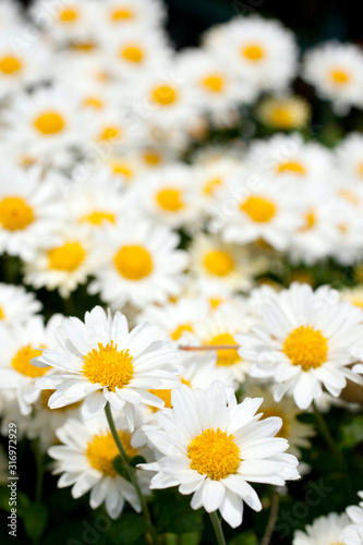 Close up shot of a white daisy flower © skovalsky