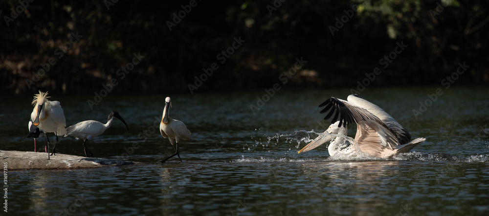 Fototapeta premium Pelican swimming