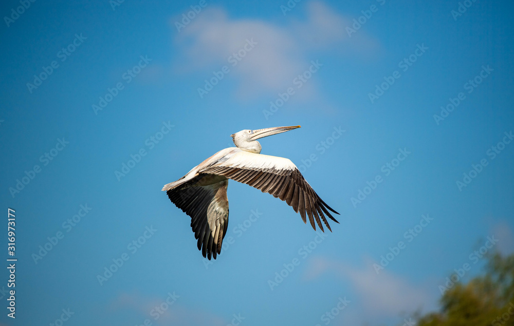 Obraz premium Pelican in flight