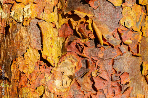 Close up detail of peeling bark of an Acer Griseum or paperback maple tree trunk