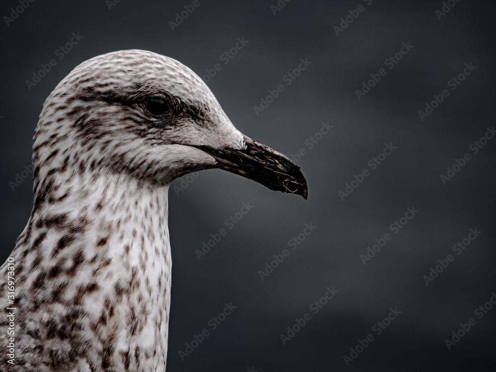Gull Gull