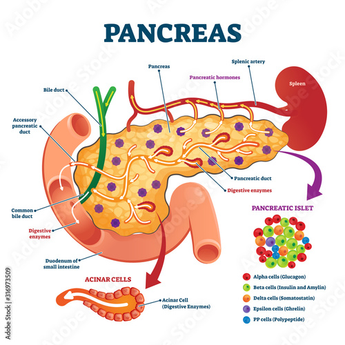 Pancreas anatomical cross section model, vector illustration medical example photo