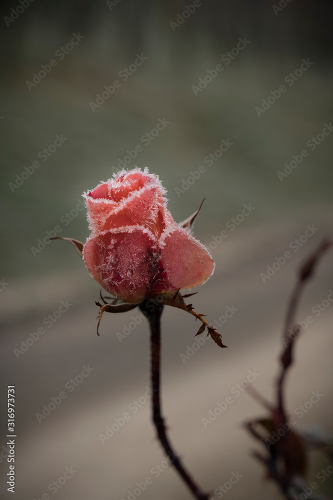 Fototapeta premium Deborah Erne Goldziitfotografie