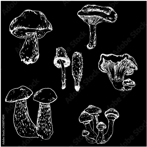 Mushrooms set of linear drawing sketch boletus, vegeterian food vintage white chalk on black board vector illustration.