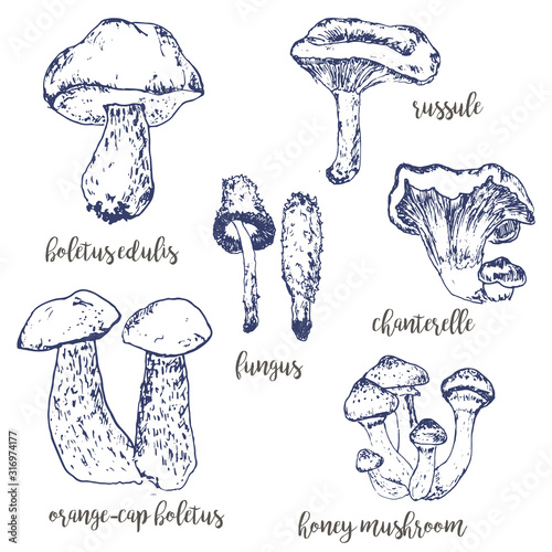 Mushrooms set of linear drawing sketch boletus, vegeterian food vintage vector illustration.