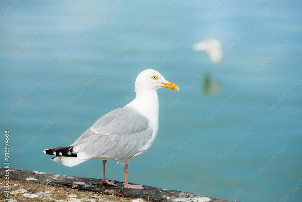 seagull close up on the seashore seagull close up on the seashore