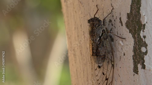 4K Horsefly, Gadfly, Insect, Fly, Flyer on Tree Lefkada Greece, Dangerous Botfly photo