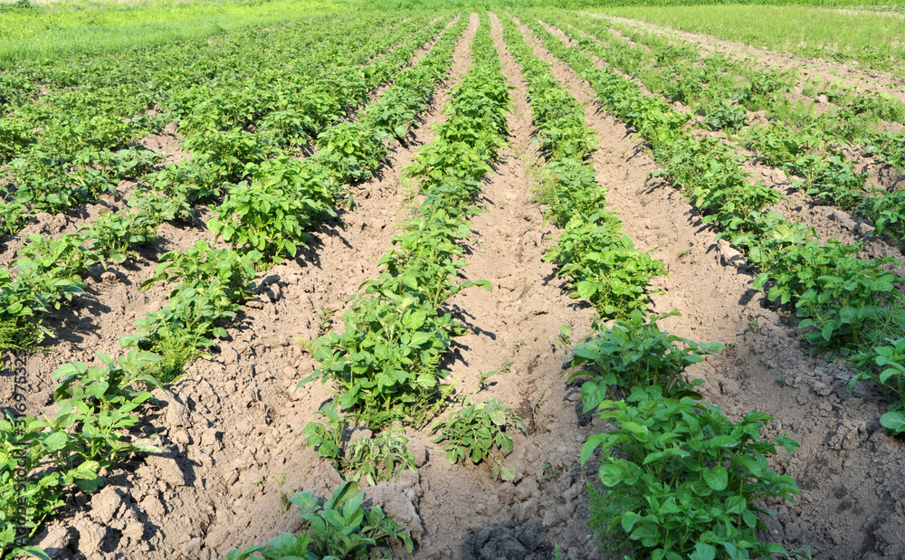 Potatoes are grown in the field Potatoes are grown in the field