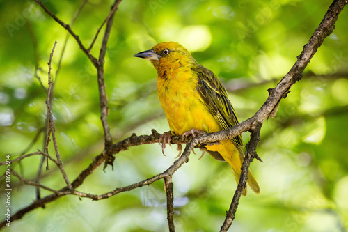 Close up of a Cape Weaver (Ploceus capensis) sitting on a branch with long claws and a piercing glance, South Africa