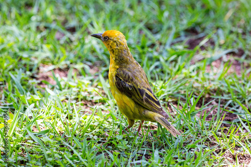 Cape Weaver (Ploceus capensis) foraging in the grass, South Africa