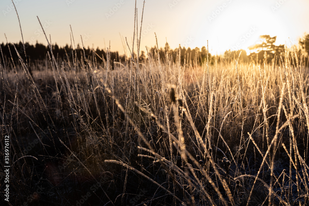 Fototapeta premium Dry grass on field at sunset in winter