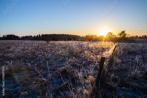 Dry grass on field at sunset in winter