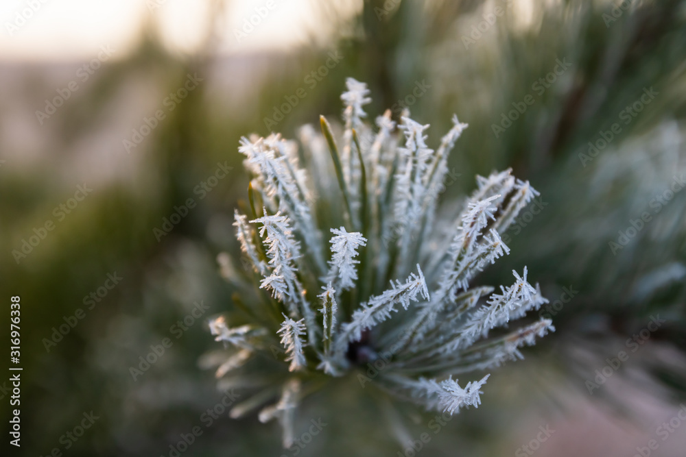 Pine tree needles with hoarfrost at winter day. Pine tree needles with hoarfrost at winter day.
