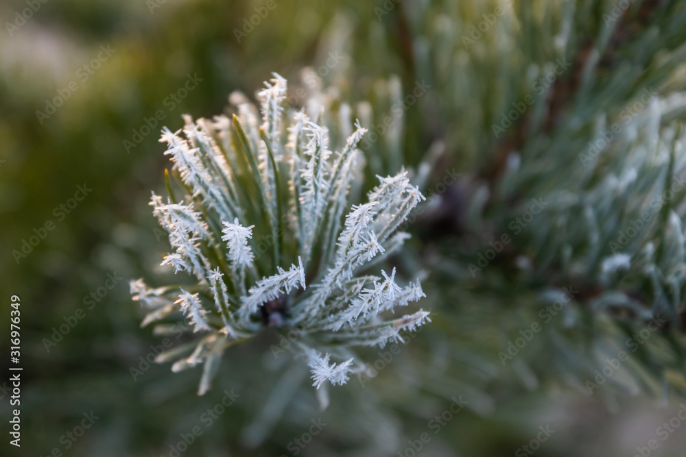 Pine tree needles with hoarfrost at winter day. Pine tree needles with hoarfrost at winter day.
