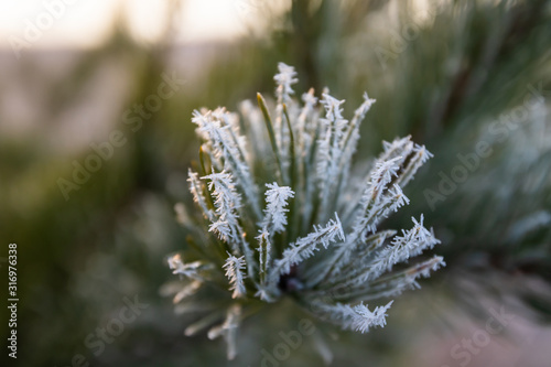Pine tree needles with hoarfrost at winter day.