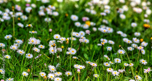 white daisy in a garden