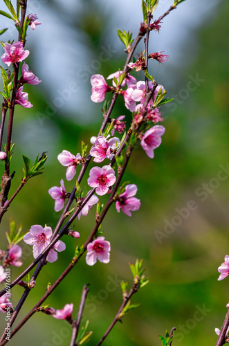 very nice flower of peach in a garden © manola72