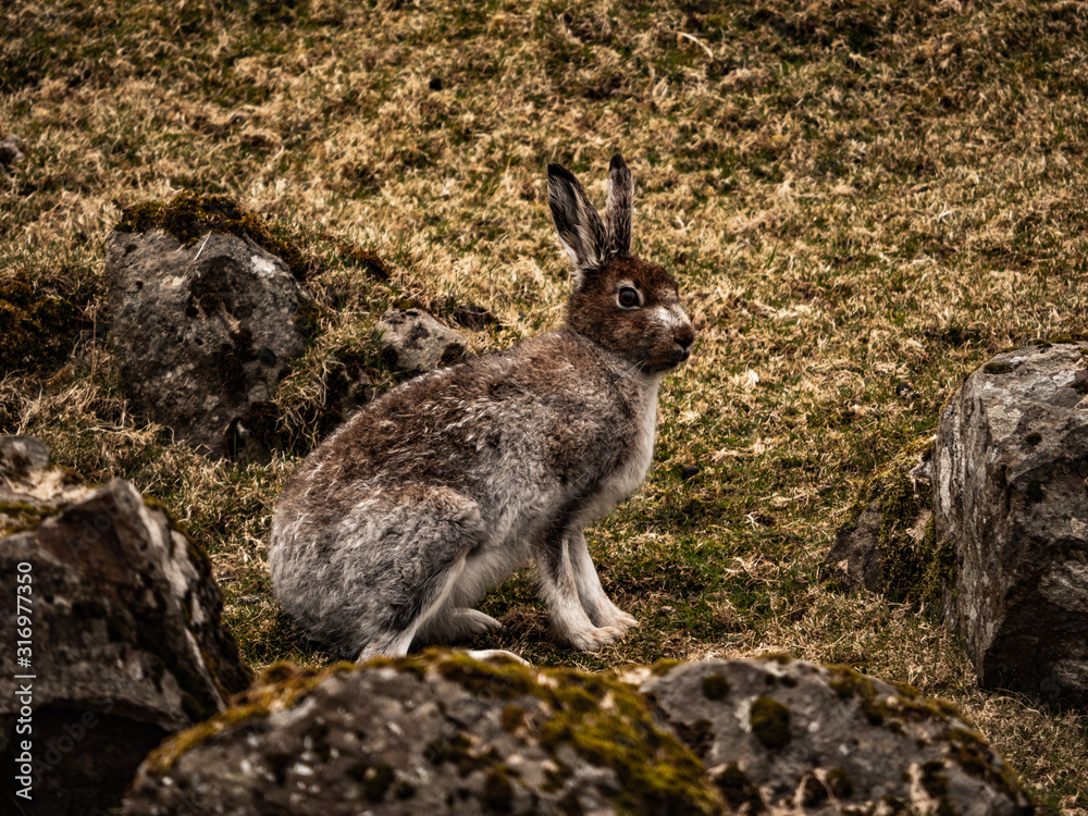 Rabbit on the Faroe Islands Rabbit on the Faroe Islands