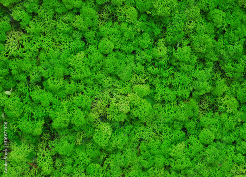Texture of green stabilized moss. Decorative background
