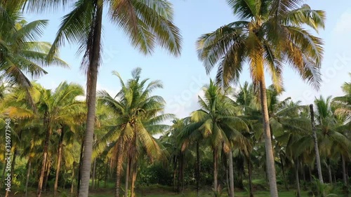 Wallpaper Mural Coconut palm trees	 Torontodigital.ca