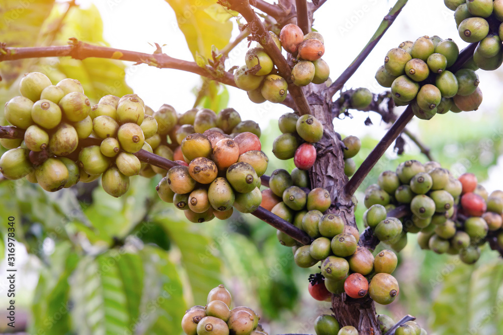 Coffee beans ripening, fresh coffee beans on coffee tree Coffee beans ripening, fresh coffee beans on coffee tree