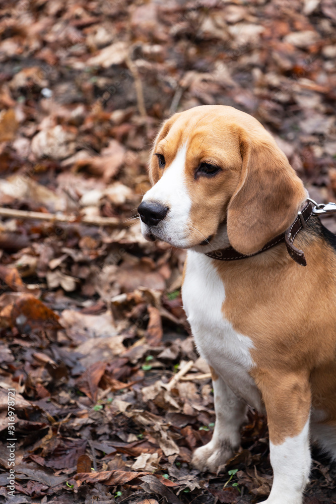 dog breed Beagle in the autumn forest.