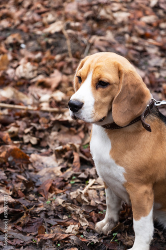 dog breed Beagle in the autumn forest.