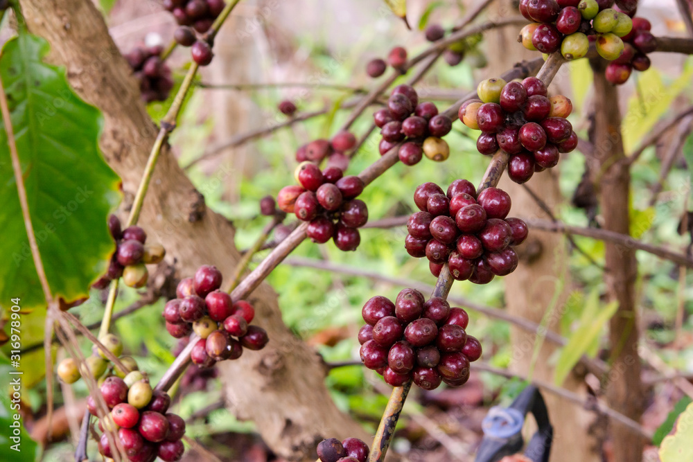 Coffee beans ripening, fresh coffee beans on coffee tree