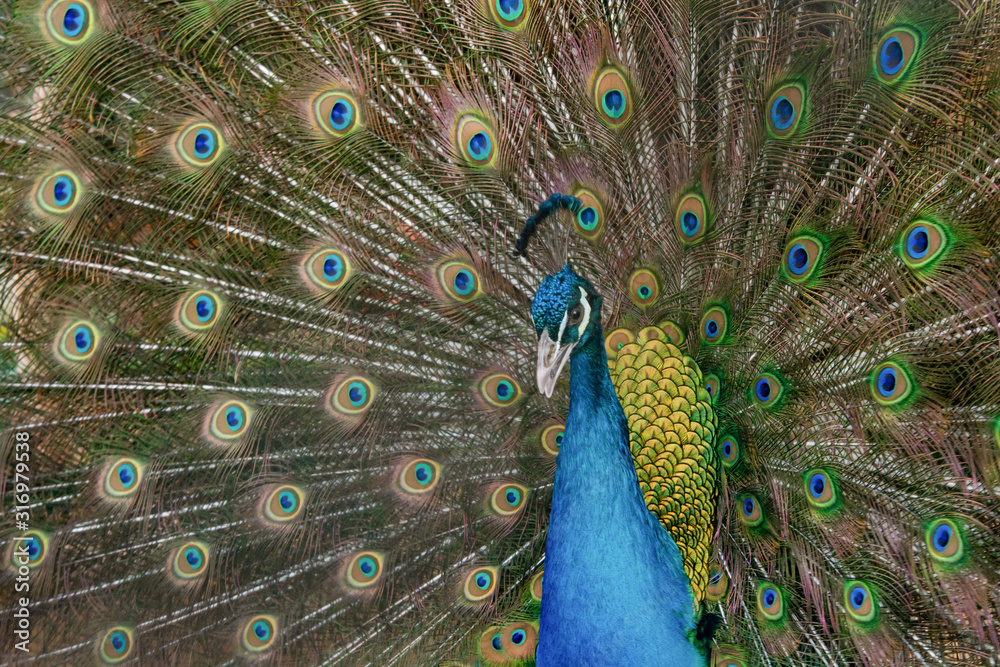 Fototapeta premium Peacock to spread his tail, showing its feathers. Close up portrait of peacock