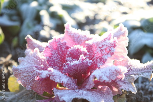 Ornamental kale, Zierkohl, mit Reif bedekt in der Morgensonne photo