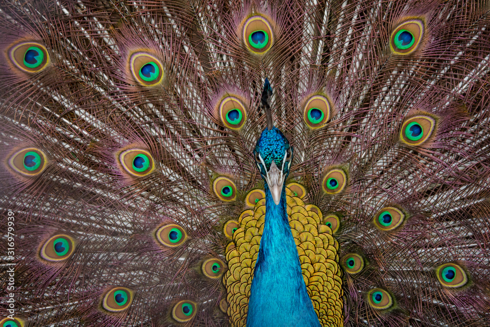Obraz premium Peacock to spread his tail, showing its feathers. Close up portrait of peacock