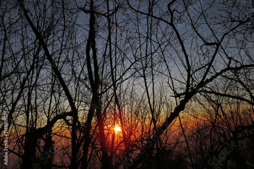 sunset in forest