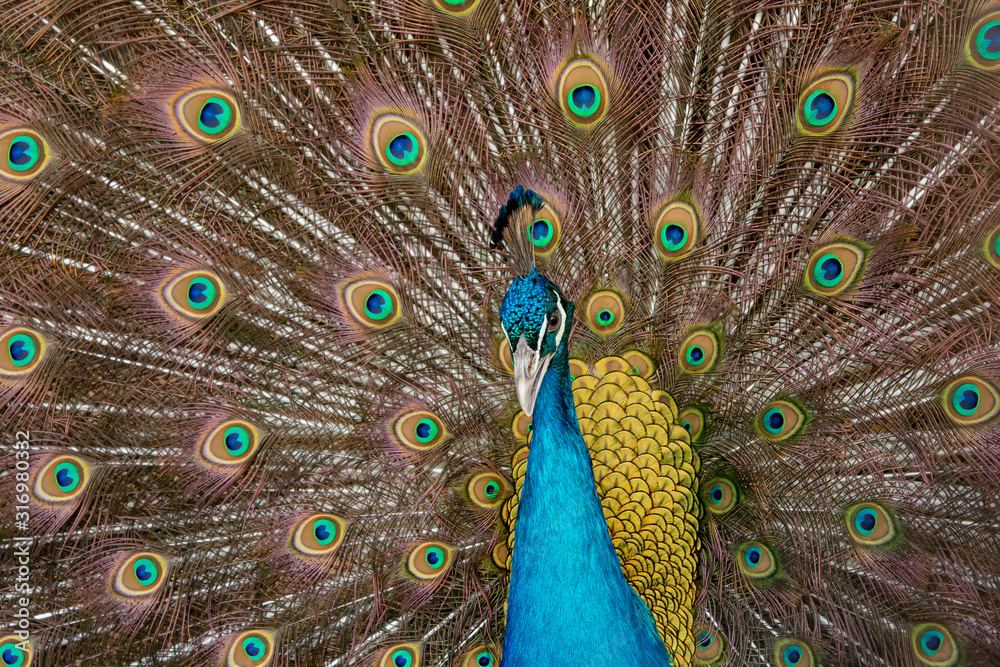 Obraz premium Peacock to spread his tail, showing its feathers. Close up portrait of peacock