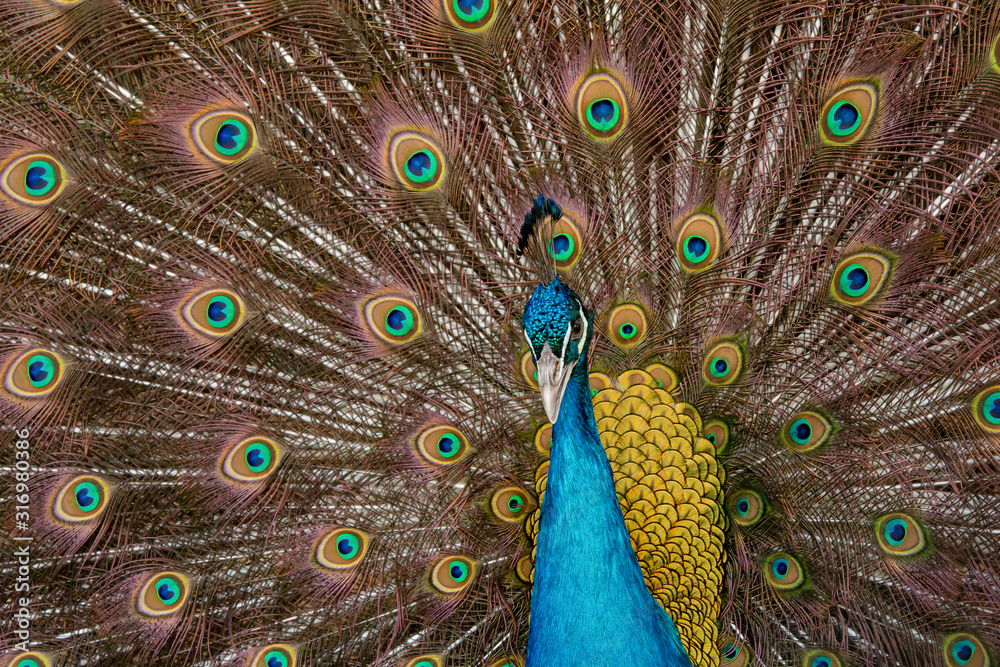 Obraz premium Peacock to spread his tail, showing its feathers. Close up portrait of peacock