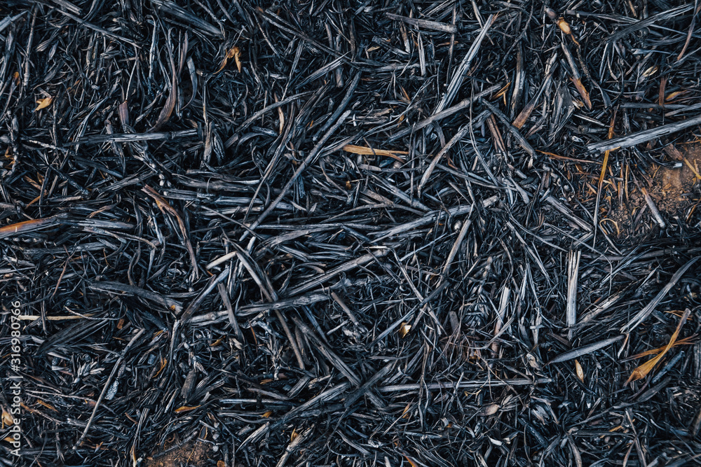 The ashes lies on the burned-out field