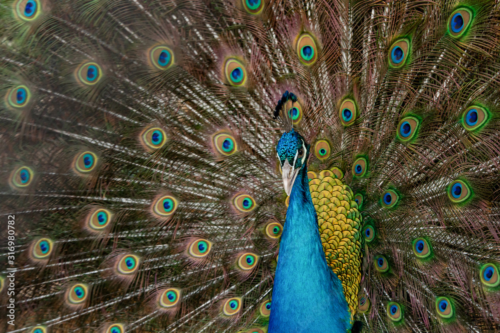 Fototapeta premium Peacock to spread his tail, showing its feathers. Close up portrait of peacock