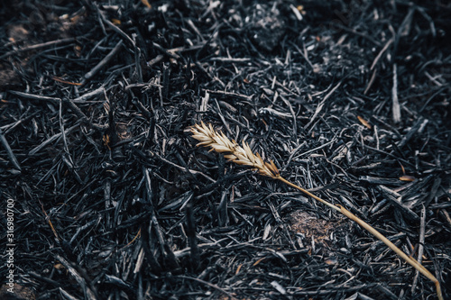 A spike of wheat lies on the ashes on the burned-out field