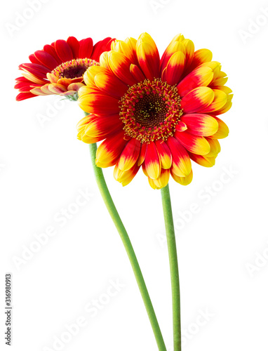 Two colorful Gerberas  Daisies  isolated on white background  including clipping path.